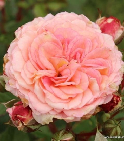 Veľmi plné kvety tejto ruže sa pevne držia na vzpriamených stonkách. - Eshop, kúpte online cez záhraníctvo Kulla