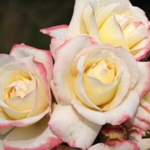 Ruža Athena – bielo rúžová