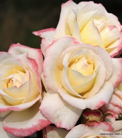 Ušľachtilá veľkokvetá ruža s typickým elegantným tvarom kvetu. Krémová farba na okraji okvetných plátkov prechádza z ružovej až po červenú. - Eshop, kúpte online cez záhraníctvo Kulla