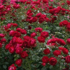 Ruža Bordeaux – červená kríčková