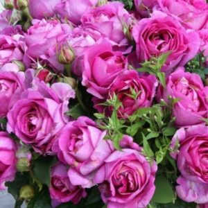 Ruža Carmen Wurth – fialová