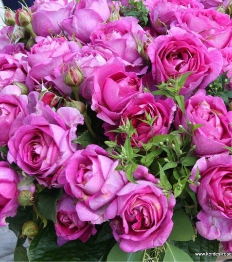 Romantická plnokvetá ruža s nevšednou výraznou farbou v chladnejších fialových tónoch. Vôňa je intenzívna ovocná. - Eshop, kúpte online cez záhraníctvo Kulla