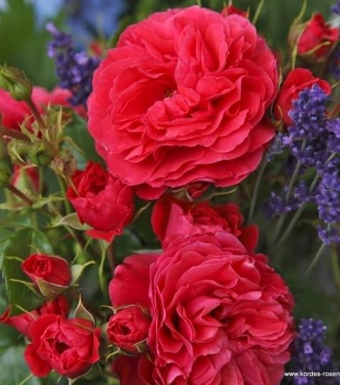 Novšia, ale už veľmi úspešná odroda s plným kvetom s charakterom nostalgickej ruže, vhodná do ružových záhonov aj do nádob na terasách a balkónoch. - Eshop, kúpte online cez záhraníctvo Kulla