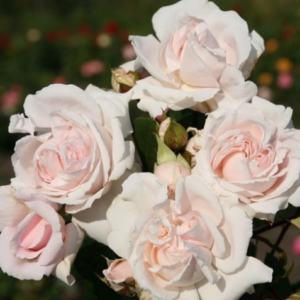 Ruža Constanze Mozart – bledo ružovkastá