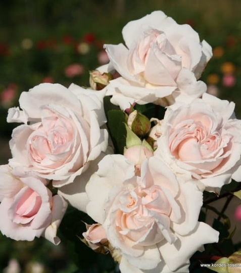 Táto nežná porcelánovo ružová ruža upúta nielen krásou, ale predovšetkým nevšednou omamnou vôňou. - Eshop, kúpte online cez záhraníctvo Kulla