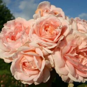Ruža Cremosa