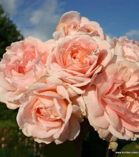 Ruža Cremoso vďaka svojim krémovým nežným kvetom bude ozdobou každej romantickej záhrady. Kvety má veľmi plné a krásne tvarované. - Eshop, kúpte online cez záhraníctvo Kulla