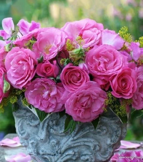 Bohato kvitnúca veľmi zdravá čajová ruža v ružovej farbe. - Eshop, kúpte online cez záhraníctvo Kulla