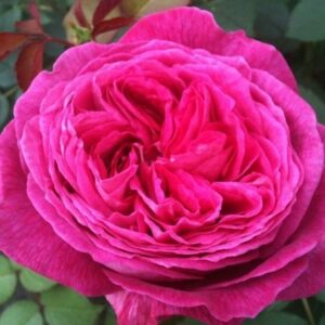Ruža Freifrau Caroline
