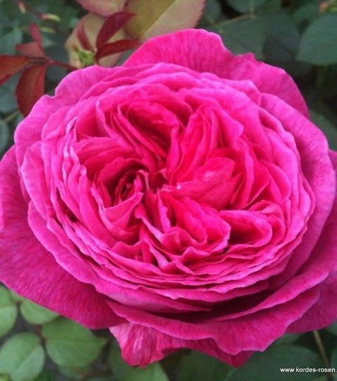 Romantická ruža s plným kvetom a intenzívnou vôňou. Nostalgické kvety majú sýtu ružovo fialovú farbu. Typ tzv. - Eshop, kúpte online cez záhraníctvo Kulla