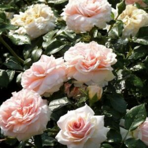 Ruža Garde of Roses – svetloružová plnokvetá