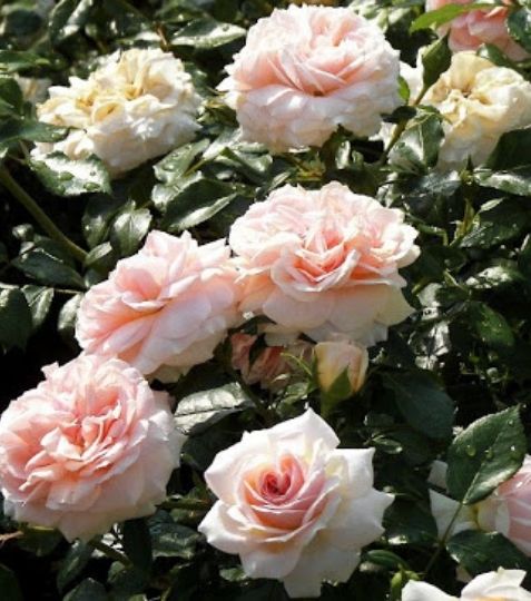 Kompaktná ruža s plnými kvetmi. - Eshop, kúpte online cez záhraníctvo Kulla