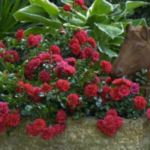 Ruža Gärtnerfreude – Toscana červená