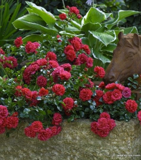  Vynikajúca zdravá odroda so záplavou tmavo červených drobných plných kvetov. Odroda Gärtnerfreude má alternatívne meno Toscana. - Eshop, kúpte online cez záhraníctvo Kulla