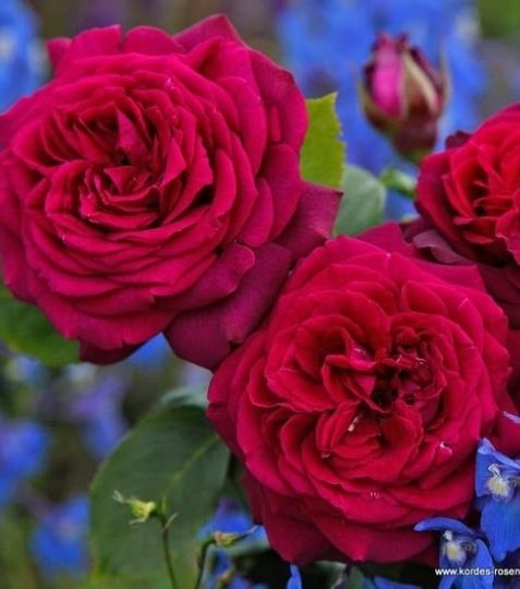 Táto veľkokvetá ruža patrí k tomu najlepšiemu v sortimente Kordes. - Eshop, kúpte online cez záhraníctvo Kulla