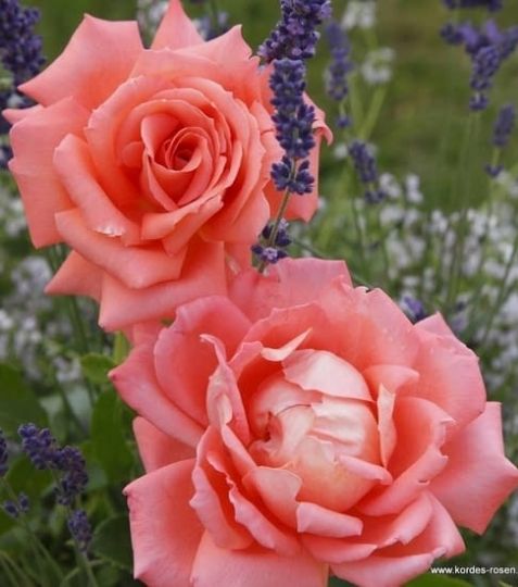 Nevšedné farebné tóny losovo ružovéj sa miešajú s krémovo žltou na okvetných lístkoch. - Eshop, kúpte online cez záhraníctvo Kulla
