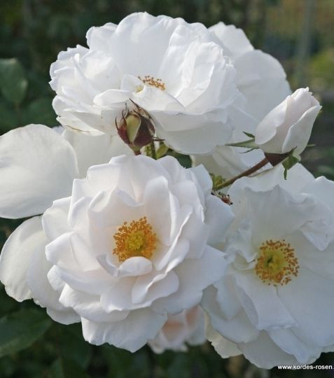 Veľmi zdravá popínavá ruža v čisto bielej farbe, poloplný kvet nechá vyniknúť pri rozkvete svietivo žltému stredu. - Eshop, kúpte online cez záhraníctvo Kulla
