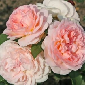 Ruža Märchenzauber – bielo ružová