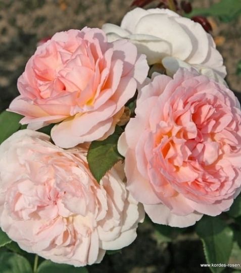 Veľmi zdravá plnokvetá ruža v nežných romantických ružových tónoch. - Eshop, kúpte online cez záhraníctvo Kulla