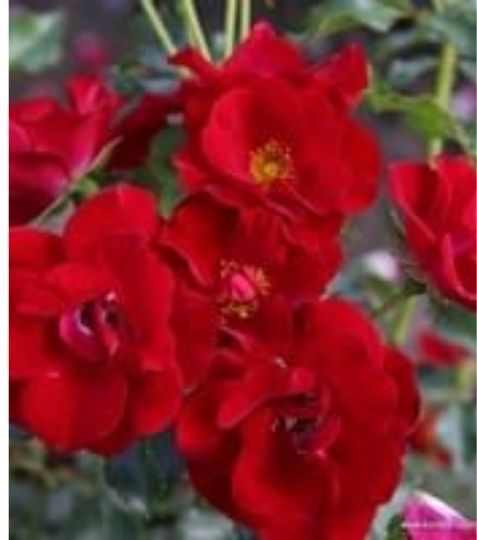Pôdokryvna ruža
Červená nižšia ruža vhodná do plošných výsadieb a na skalky. Rozložitý rast. - Eshop, kúpte online cez záhraníctvo Kulla
