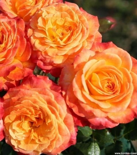 Mnohokvetá ruža s veľmi plným kvetom a nápadným vyfarbením v žiarivých tónoch. Má veľmi zdravý lesklý list a vzpriamený rast. - Eshop, kúpte online cez záhraníctvo Kulla