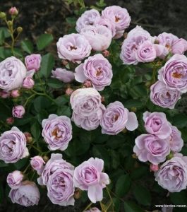 Nevšedná farba kvetu a kompaktný rast predurčujú túto ružu k širokému použitiu. - Eshop, kúpte online cez záhraníctvo Kulla