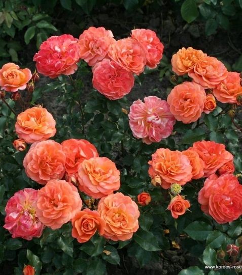 Mnohokvetá ruža s nevšednou sýto oranžovou farbou a plným kvetom. - Eshop, kúpte online cez záhraníctvo Kulla