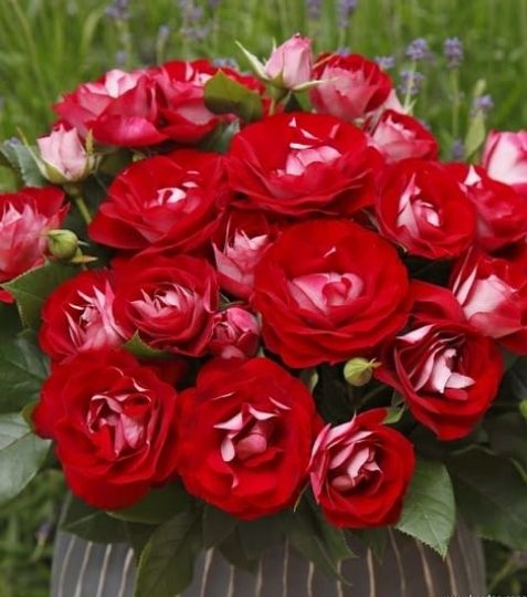 Mnohokvetá ruža v dvojfarebnom prevedení bielej a červenej. - Eshop, kúpte online cez záhraníctvo Kulla