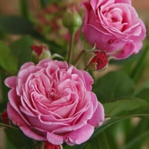 Ruža Rosengräfin Marie Henriette – ružová mnohokvetá