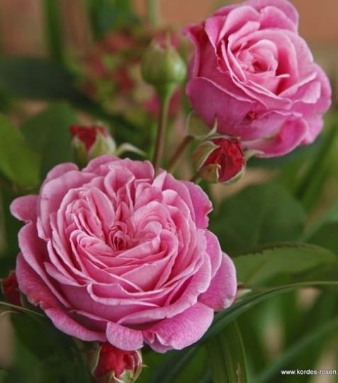  Ruže upúta nielen nádhernými plnými pevnými kvety s romantickým tvarom a farbou, ale aj unikátnou vôňou. - Eshop, kúpte online cez záhraníctvo Kulla