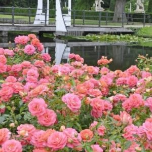 Ruža Sommersonne – marhuľovo rúžová