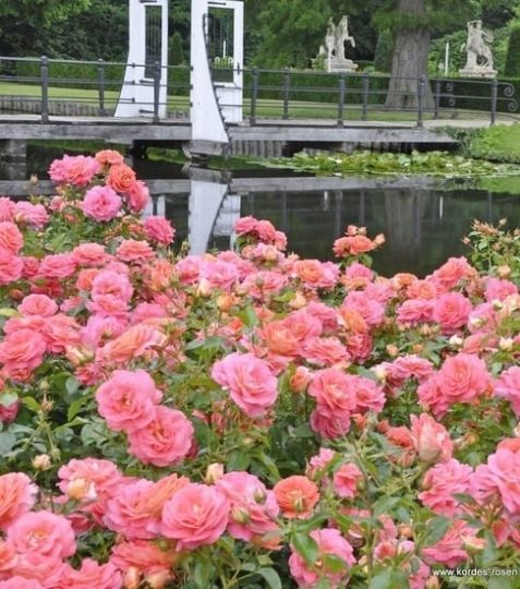 Sommersonne je krásna kompaktná ruža s ušľachtilými kvetmi, ktoré hrajú všetkými farbami - od žltkastých tónov na spodnej strane okvetných plátkov po 
... - Eshop, kúpte online cez záhraníctvo Kulla