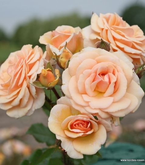 Vyššia mnohokvetá ruža s krásnym tvarom kvetu a pastelovou aprikot farbou. - Eshop, kúpte online cez záhraníctvo Kulla