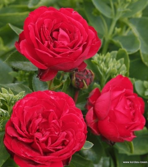 Nižšia mnohokvetá ruža s veľmi plným kvetom sýto červenej farby. Kompaktný rast a bohaté kvitnutie. - Eshop, kúpte online cez záhraníctvo Kulla