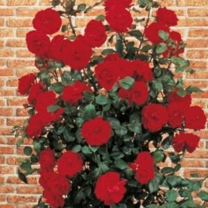 Ruža Ulmer Munster – červená
