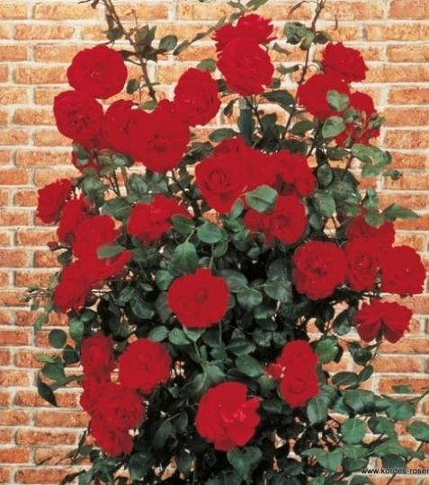 Vzrastná kríková ruža, ktoréj kvety sú nádherne červené a veľké, s šarmom ušľachtilej čajovej ruže. Veľmi odolná odroda voči chorobám aj počasiu. - Eshop, kúpte online cez záhraníctvo Kulla