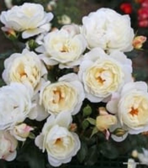 Táto biela ruža kríková by mohla byť sľubnou náhradou svojej slávnej predchodkyne Schneewitchen. - Eshop, kúpte online cez záhraníctvo Kulla