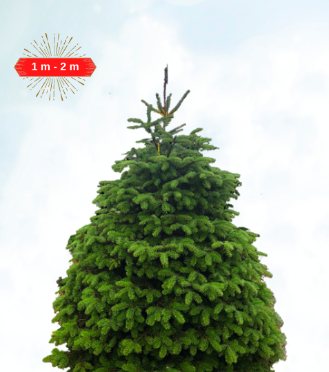 Jedľa nordmannova alebo aj Jedľa kaukazská patria k najobľúbeneješím vianočným stromčekom, kvôli svojmu dokonalému tvaru, bohatej pravidelnej korune a
... - Eshop, kúpte online cez záhraníctvo Kulla