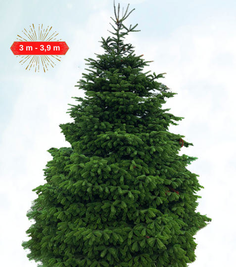 Jedľa nordmannova alebo aj Jedľa kaukazská patria k najobľúbeneješím vianočným stromčekom, kvôli svojmu dokonalému tvaru, bohatej pravidelnej korune a
... - Eshop, kúpte online cez záhraníctvo Kulla